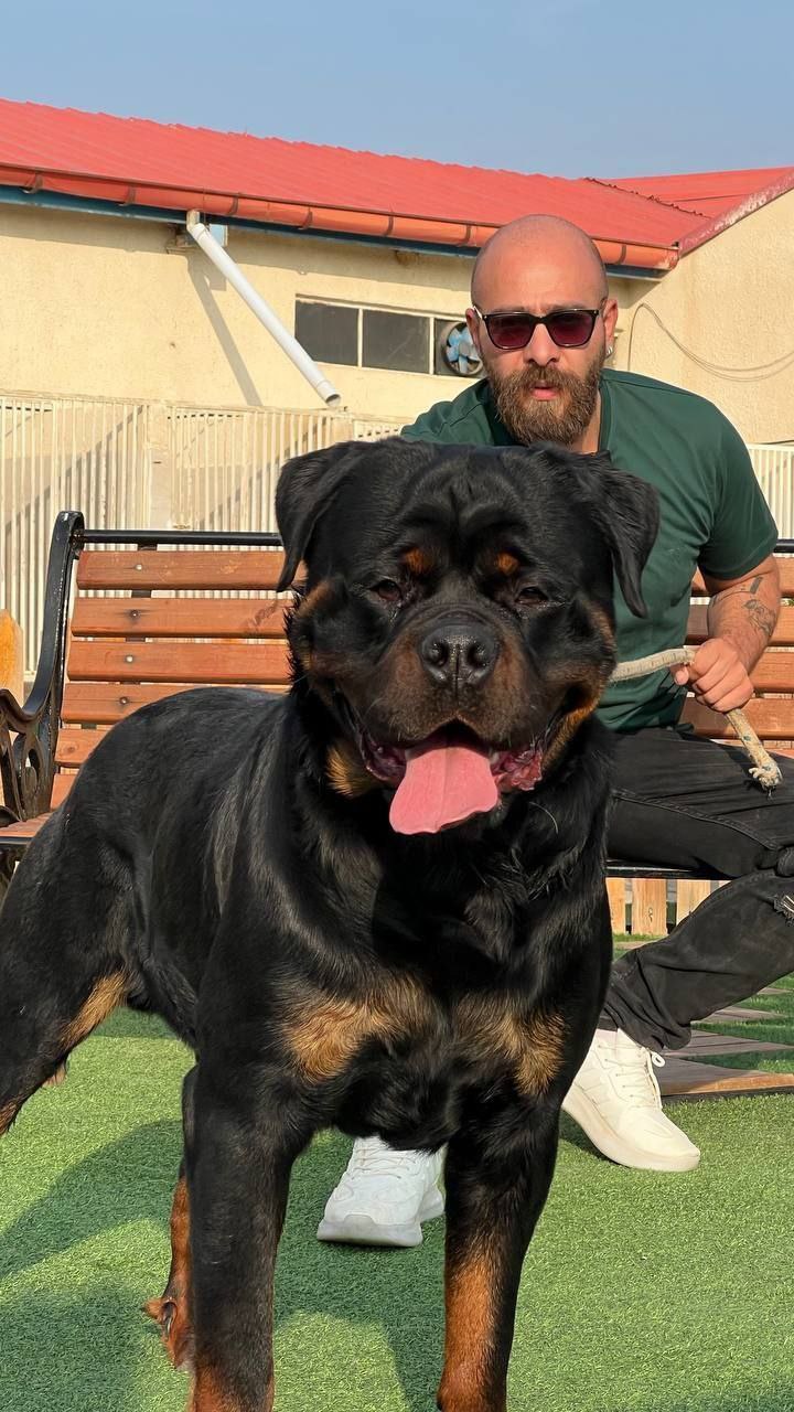 مولد نژاد روتوایلر بامزی